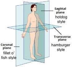 trashteentrans's tweet photo. @princessbozo when you’re an american anatomy student https://t.co/8d5GBEONMx