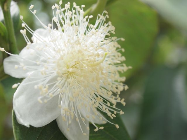 アルビオン Albion 公式 おはようございます 今日の誕生花は グァバ 花言葉は 強健 です 柑橘類のように蝶の幼虫に葉を食べられてることもなく 丈夫で育てやすいことから付けられたという花言葉 家庭で育てる果樹としても人気だそう アルビオン Albion 公式 おはようございます 今日の誕生花は グァバ 花言葉は 強健 です 柑橘類のように蝶の幼虫に葉を食べられてることもなく 丈夫で育てやすいことから付けられたという花言葉 家庭で育てる果樹としても人気だそう