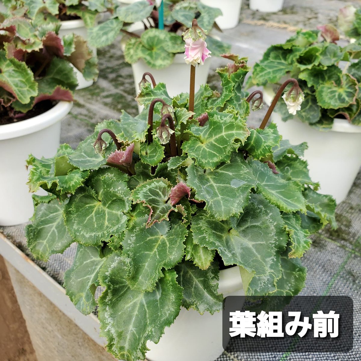 Hiromi シクラメン 葉組み 2回目の移植を終え 今は一鉢ずつお世話 葉組み しています まだ株を大きくしないといけないので 花や蕾 傷んだ葉を取り除き 葉を形良く整えます 真ん中にも日が当たる様にします 暑い夏を乗り切って大きくなります様に