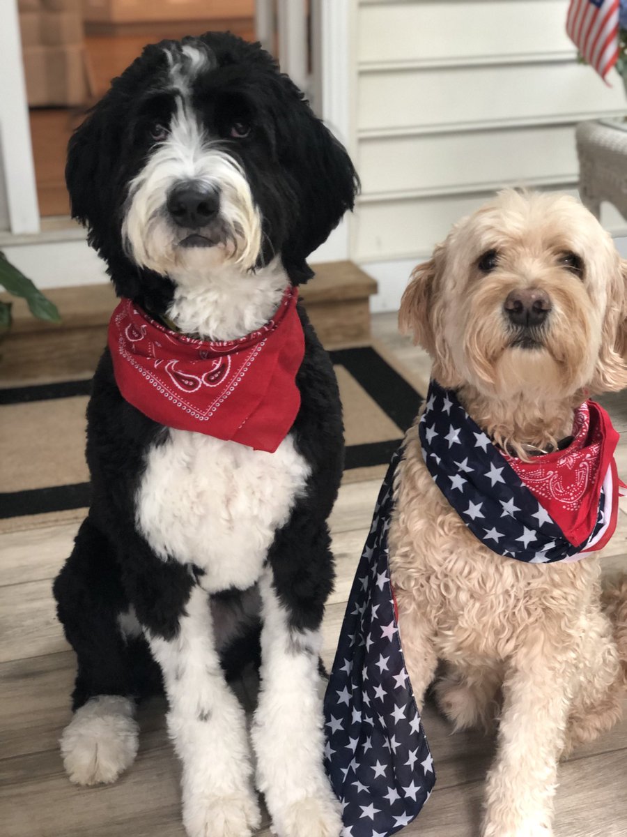 AnnieHoop's tweet photo. @KennedyNation Healey and Beau reporting for duty! #kennedogs https://t.co/EgtULKVVa9