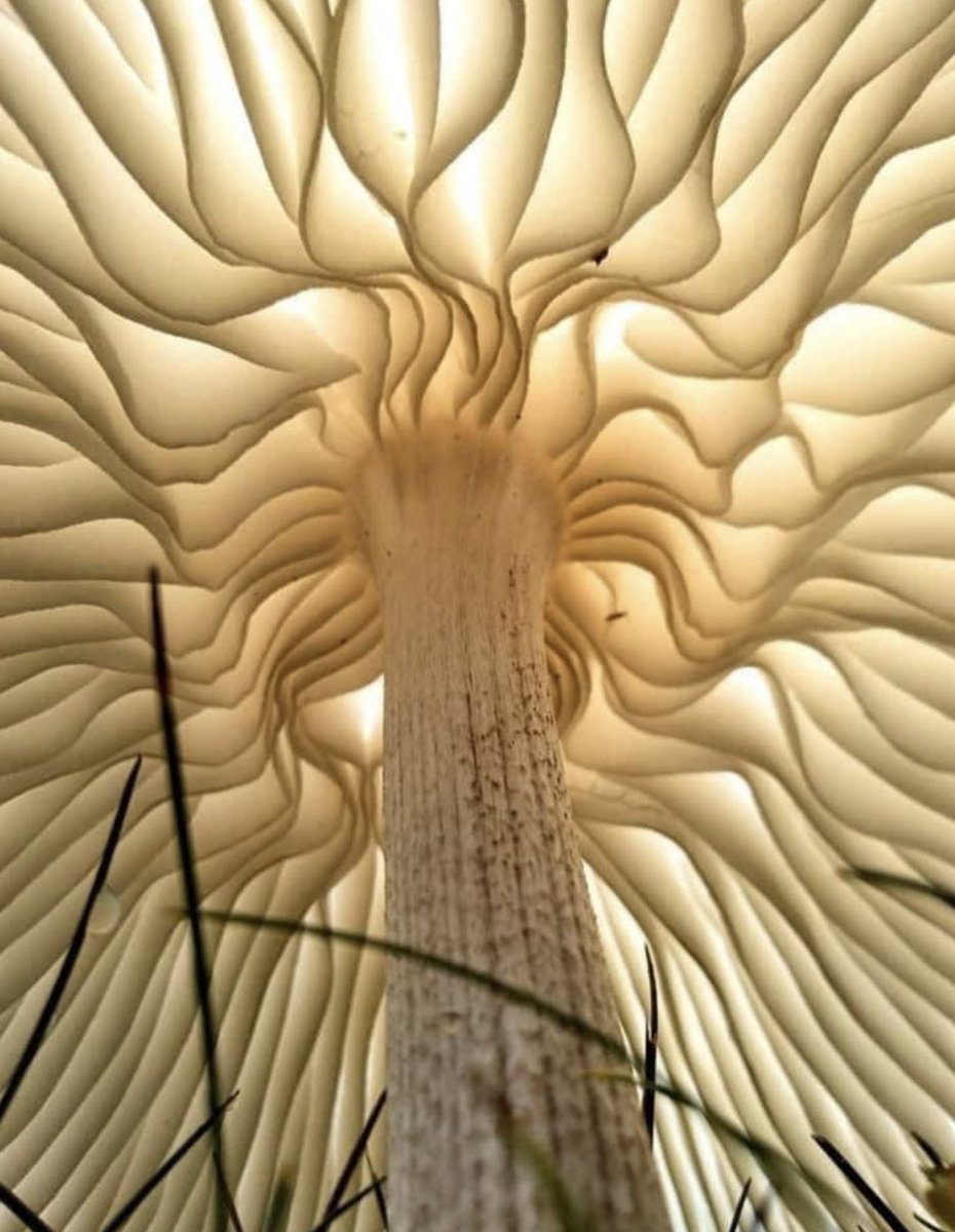 Under a mushroom 🍄

A Faeries 🧚 eye view.