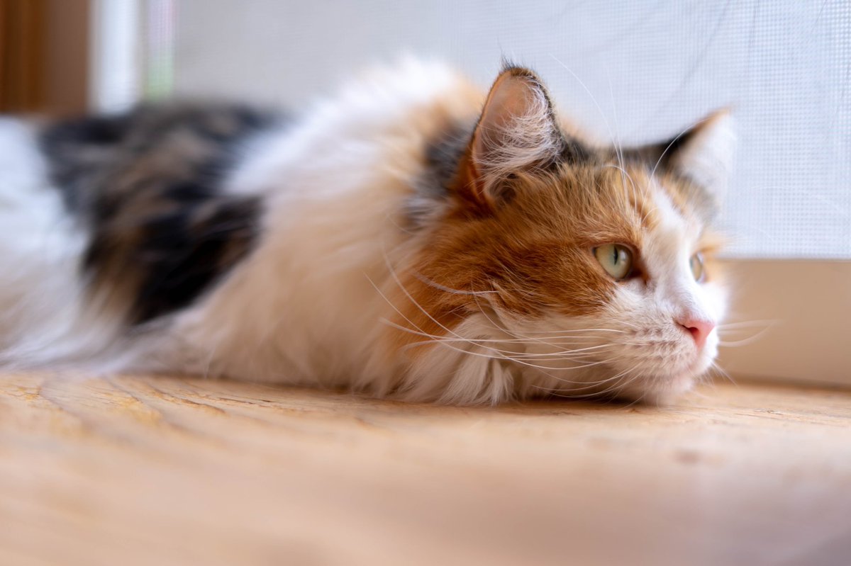 scandalmusicba's tweet photo. 昨日行った猫カフェでの一部の写真
犬派なんだけど、猫….たまりませんな〜めっちゃ可愛いかった!
#cat #猫 #モデル募集 #被写体募集 #needmodel https://t.co/0FBBZ2qyFZ