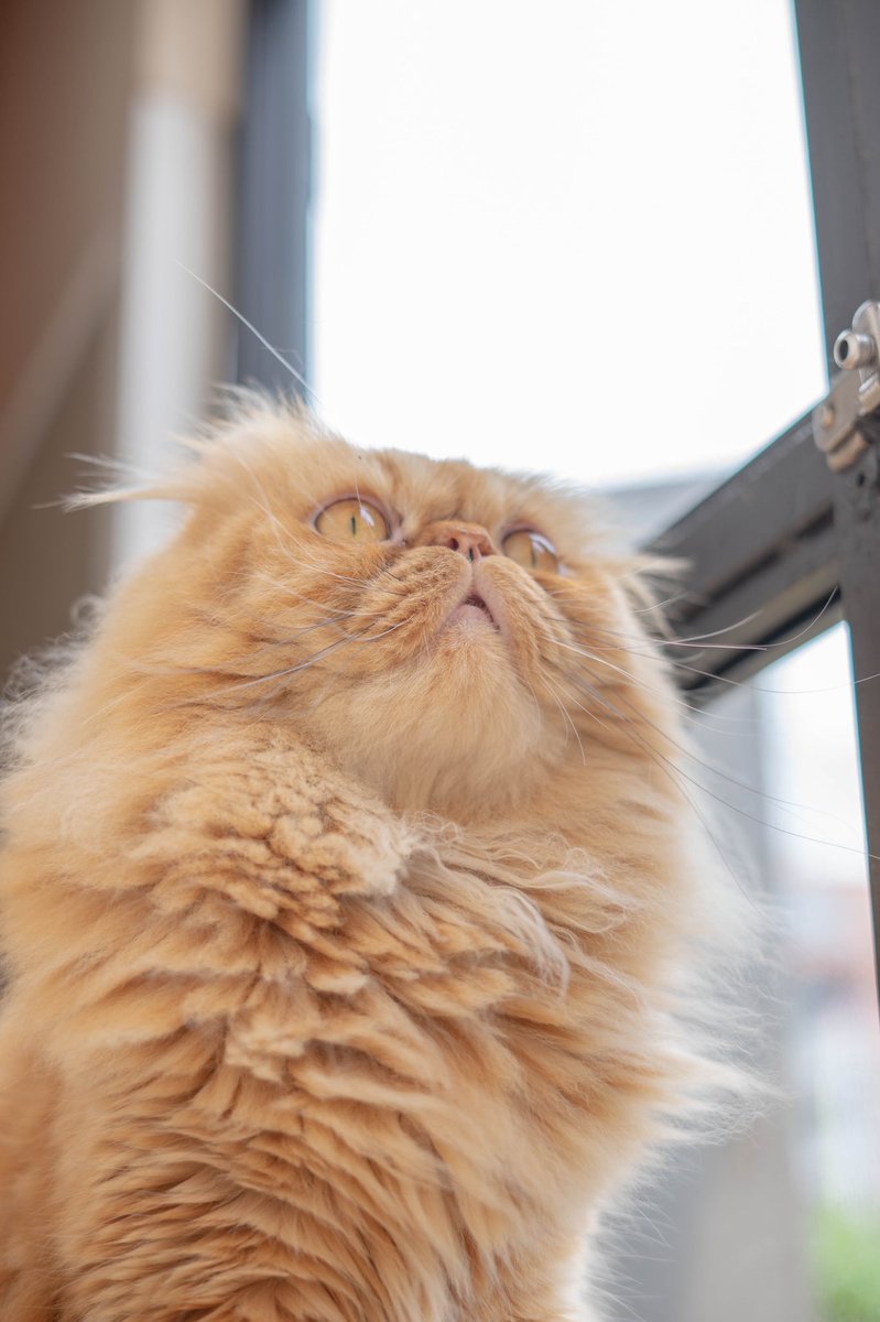 scandalmusicba's tweet photo. 昨日行った猫カフェでの一部の写真
犬派なんだけど、猫….たまりませんな〜めっちゃ可愛いかった!
#cat #猫 #モデル募集 #被写体募集 #needmodel https://t.co/0FBBZ2qyFZ