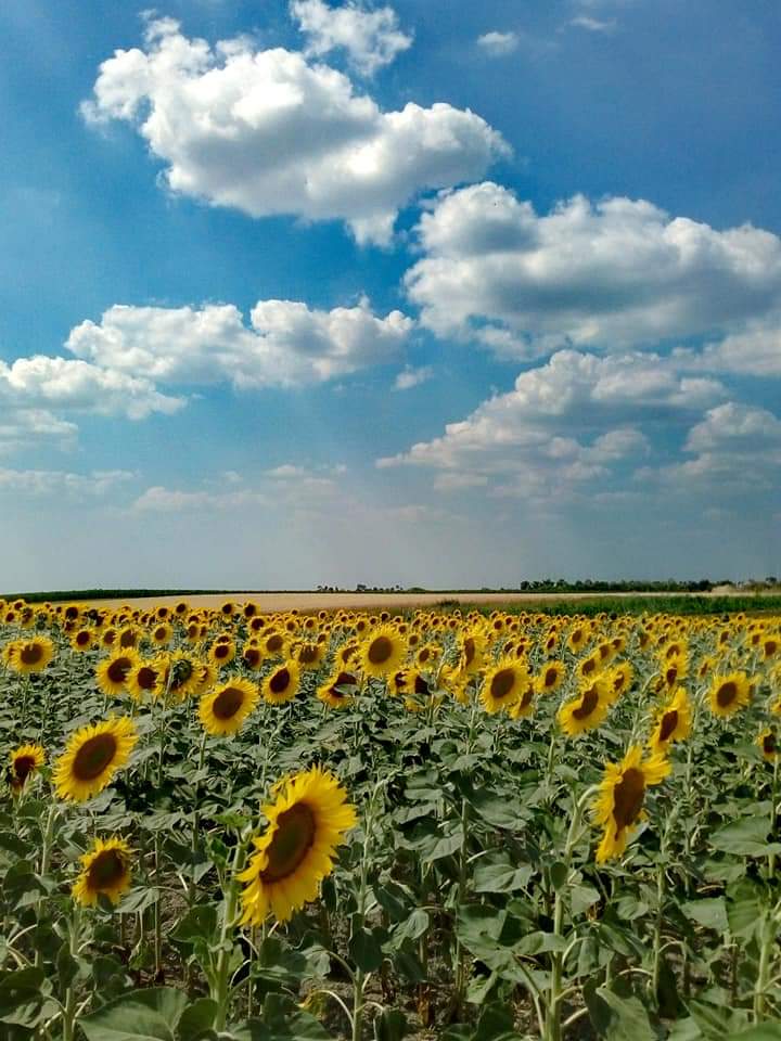 MirjanaMilorad3's tweet photo. Predivni kontrast, plavo nebo i beskajna polja sunašaca 🌻🌻🌻
#suncokreti #polja #nebo #cvet #caosvima https://t.co/MsFm0pzXBm