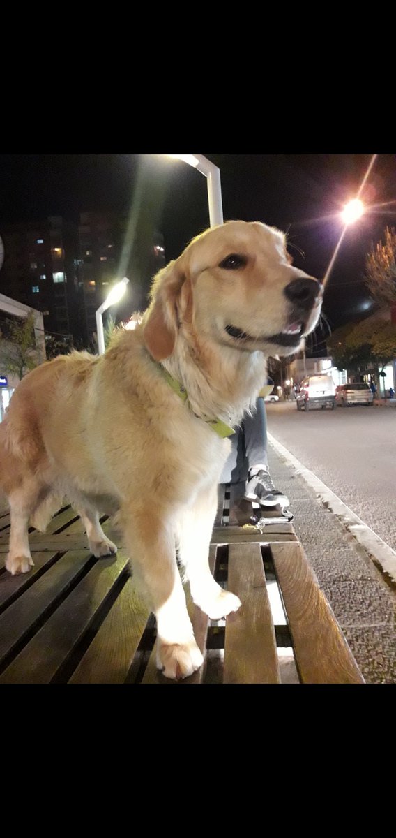 FrannFontanella's tweet photo. Se perdió Milo. Zona Fonavi 25 casi circunvalación. Falta desde esta tarde. Cualquier info 2954550926 https://t.co/nqm3KG4S9D