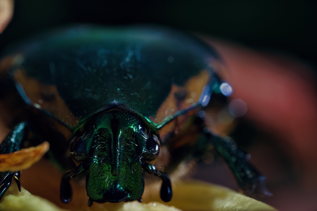JohnReedPavan's tweet photo. Did anyone know june beetles have eye lashes?
#junebeetle #beetles #greenbeetle #eyelashes #macro #closeup #metalic #shotoncanon #venusoptics #insects #bugs #carlschurz #nycparks #nature #wildlife #naturephoto #wildlifephoto #macrophoto #insectphoto https://t.co/bHRVUkfcAZ
