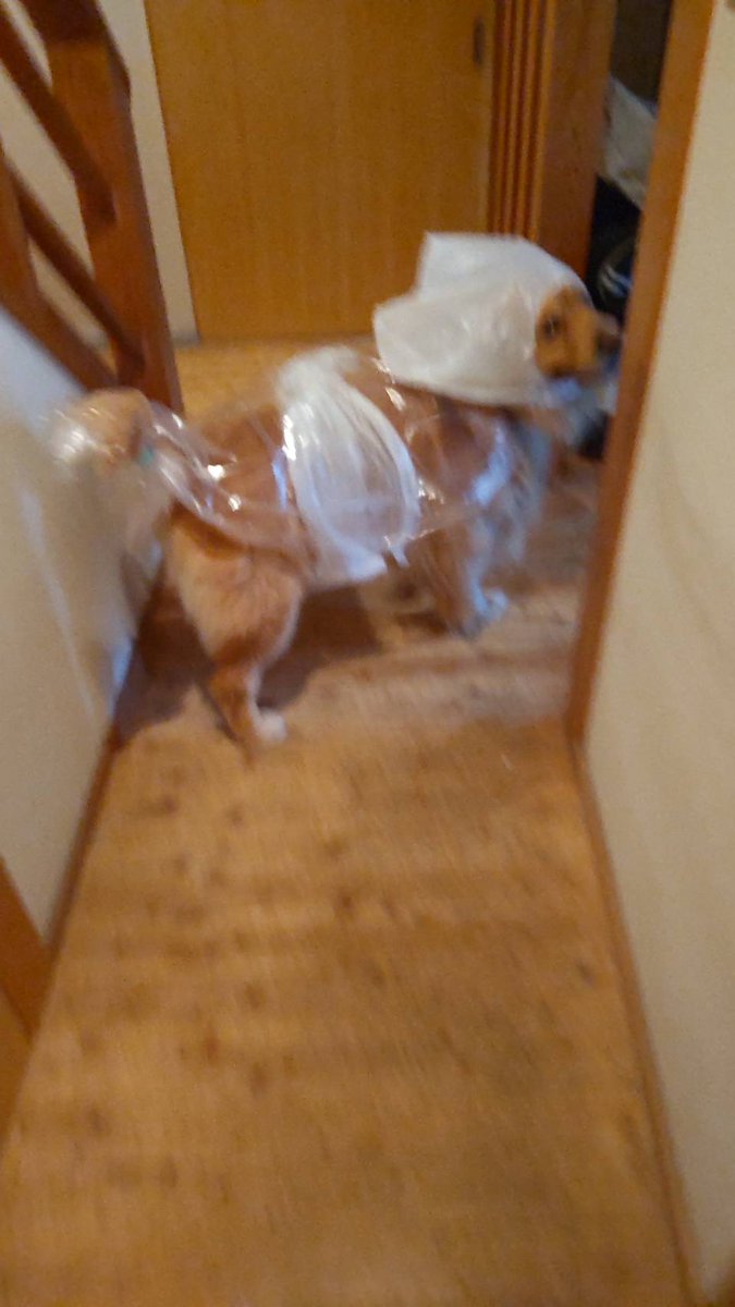 嘘やろそれで散歩行ったんか お母さん自作のかっぱを着せられた犬さんの格好に愛を感じる 守りたい気持ちは伝わる Togetter 嘘やろそれで散歩行ったんか お母さん自作のかっぱを着せられた犬さんの格好に愛を感じる 守りたい気持ちは伝わる Togetter