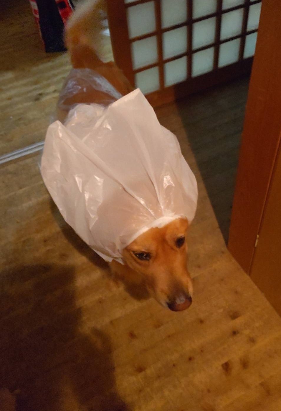 Ceu 私が動けないから予め母に犬の世話を頼んでて代わりにしてくれるのはいいものの 後から写真見せられたら我が子がとんでもない目に合わされてた 昨日からの大雨でカッパが乾いてなかったらしい 嘘やろそれで散歩行ったんか 自作カッパ 工作レベル