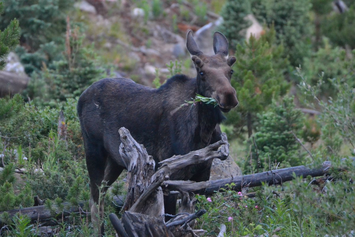 sunbittern's tweet image. Saw seven moose while birding across Jackson County on Saturday, it was starting to feel ridiculous