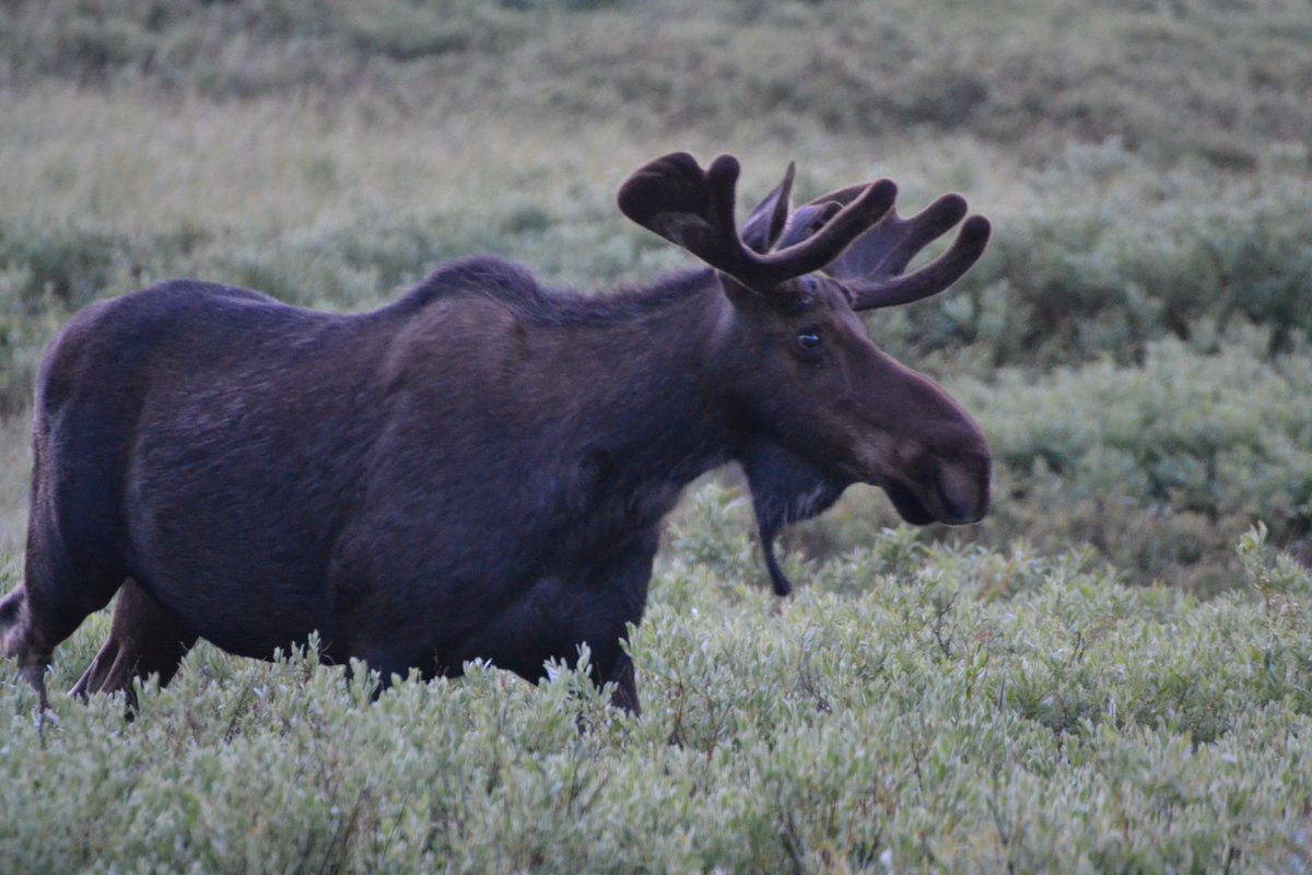 sunbittern's tweet image. Saw seven moose while birding across Jackson County on Saturday, it was starting to feel ridiculous