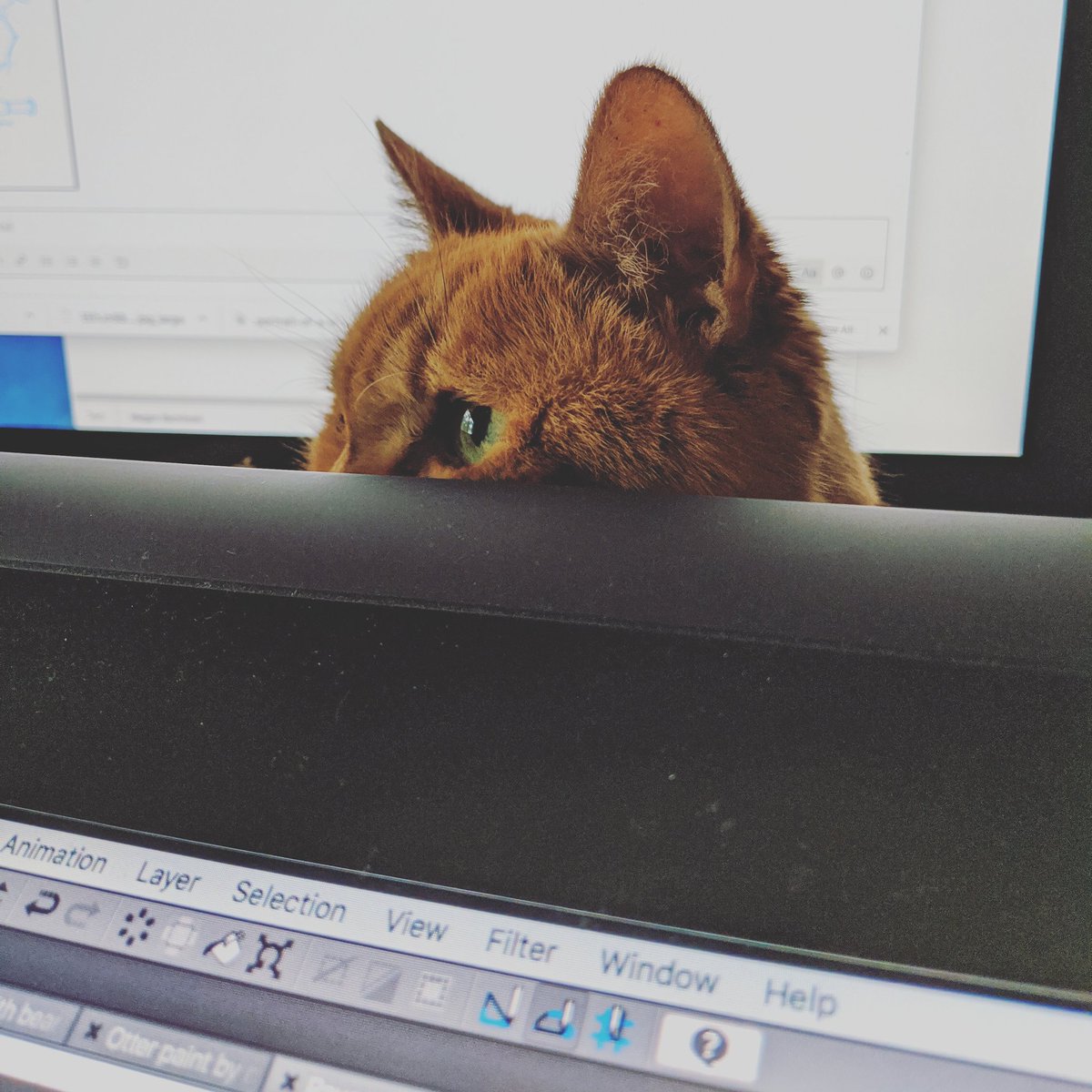 Had to say goodbye to my best friend of 20 years. Orange meant the world to me. A stalwart pal whole was always up for a snuggle and was never afraid to speak her mind. 

She will be deeply missed.