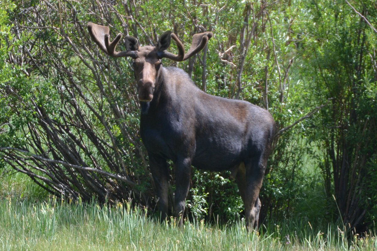 sunbittern's tweet image. Saw seven moose while birding across Jackson County on Saturday, it was starting to feel ridiculous