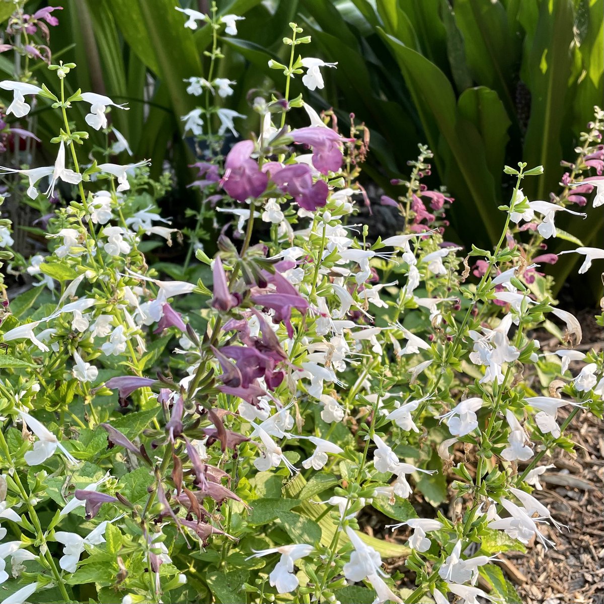 tracy_woods_'s tweet photo. Enjoying the way these salvia have filled in around my water feature garden. Love the shade of lavender. Salvia coccinea Summer Jewel White and Lavender. #AASWINNERS #summer #salvia #salviacoccinea #plantlove #flowers #gardens https://t.co/m8Q6kf8Hl8