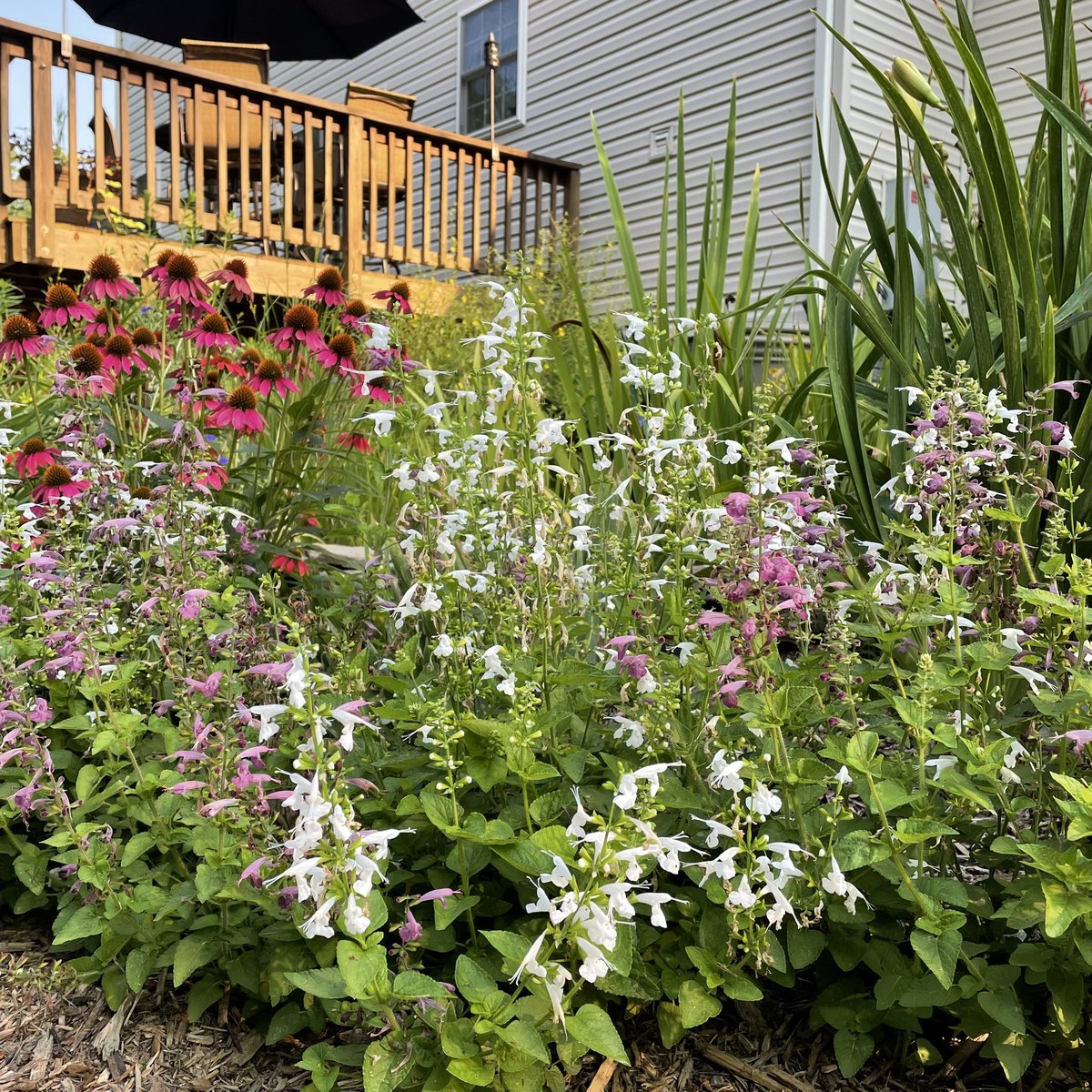tracy_woods_'s tweet photo. Enjoying the way these salvia have filled in around my water feature garden. Love the shade of lavender. Salvia coccinea Summer Jewel White and Lavender. #AASWINNERS #summer #salvia #salviacoccinea #plantlove #flowers #gardens https://t.co/m8Q6kf8Hl8