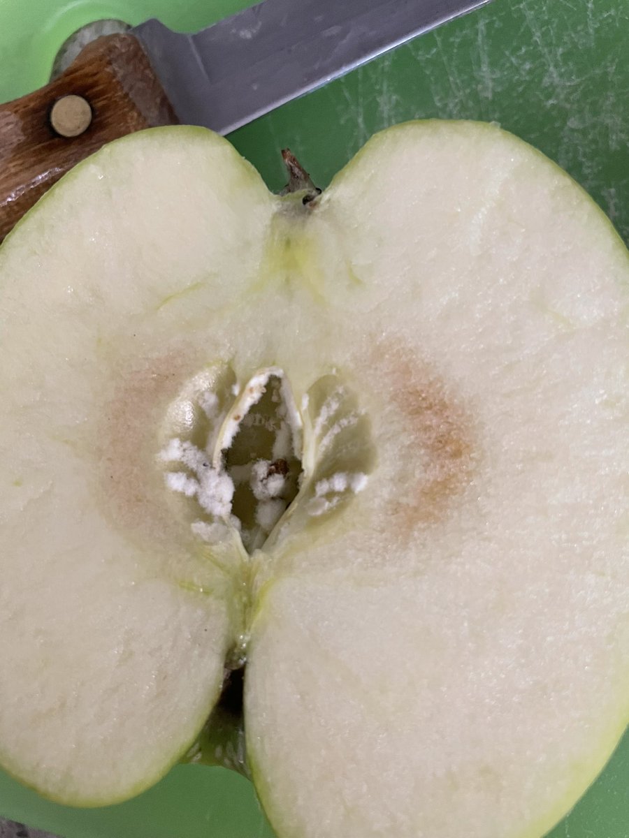 Marez_BOSS's tweet photo. Wtf @HEB, this happened to all eight apples I bought, and three from last week 😔
I’d expect this from @Walmart, but not y’all…
#trustissues https://t.co/wXqHd2GZEv