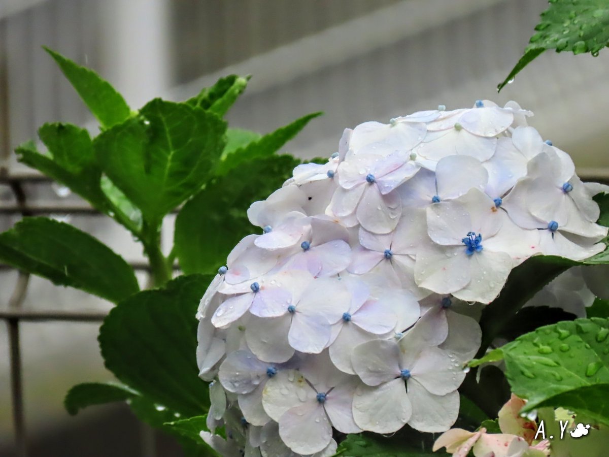 yumeasutw's tweet photo. 強い雨が窓を叩く、蒸し暑さが和らいだ涼しい木曜日の朝🌧️
本日の最高/最低気温
🌡️25℃/21℃
雨時々曇り☔/☁️
午前中は雨足が強く、午後は降ったり止んだり🌂傘が手放せない一日となりそうです。
#紫陽花 #アジサイ
#庭木 #花 #flower
#雫
#空の名前
#梅雨空
#雨の朝
#a2021 #a0708 #a202107 https://t.co/iEMlQ7bzyA
