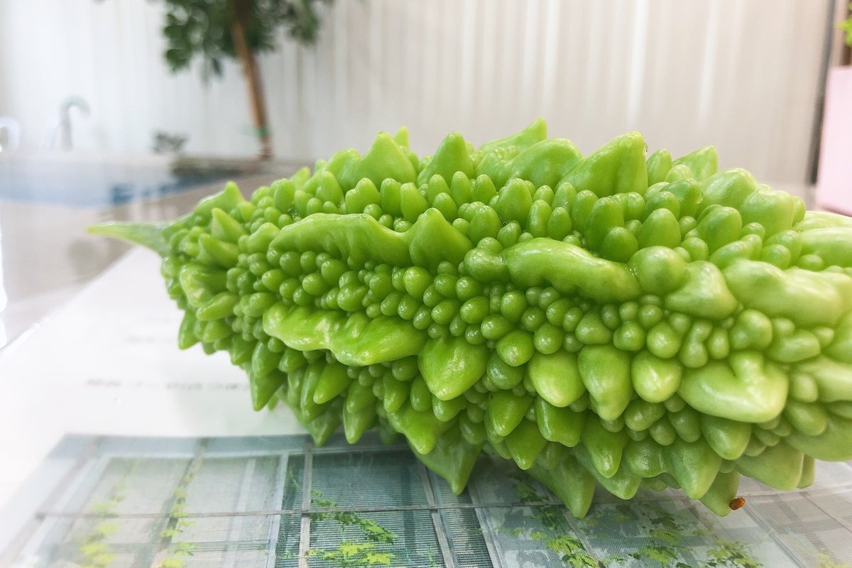 ザウルスゴーヤ