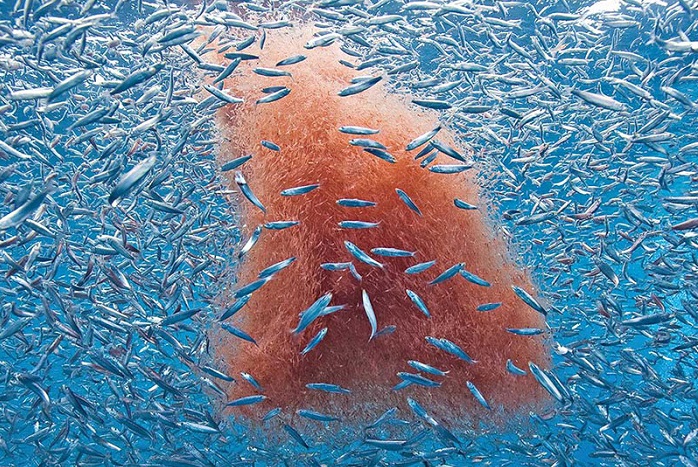 Boiling Point (@boilingpointfm) on Twitter photo Into the ice – Studying krill in the Southern Ocean
No life in the oceans without krill. How do the massive swarms of krill form and why? And are krill really as much in decline as some studies say?
We chat with <a href="/alburns1/">Alicia Burns</a>.
Wherever you get your podcasts from Into the ice – Studying krill in the Southern Ocean
No life in the oceans without krill. How do the massive swarms of krill form and why? And are krill really as much in decline as some studies say?
We chat with <a href="/alburns1/">Alicia Burns</a>.
Wherever you get your podcasts from