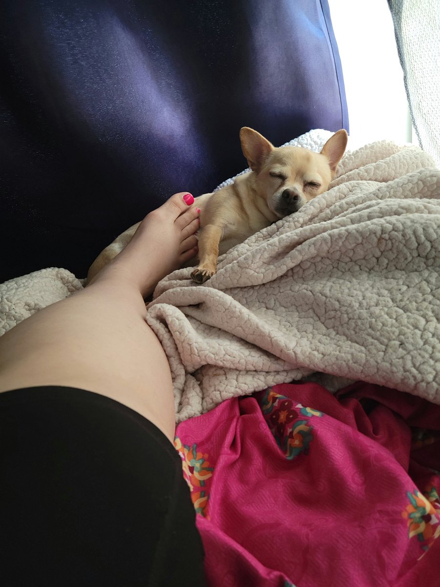 GypsyVanpires's tweet photo. He seems super content just living in a van and moving somewhere new everyday and exploring. But today we sleep!
#VanLife #doglife #sleeping https://t.co/SpDZiqNsaO