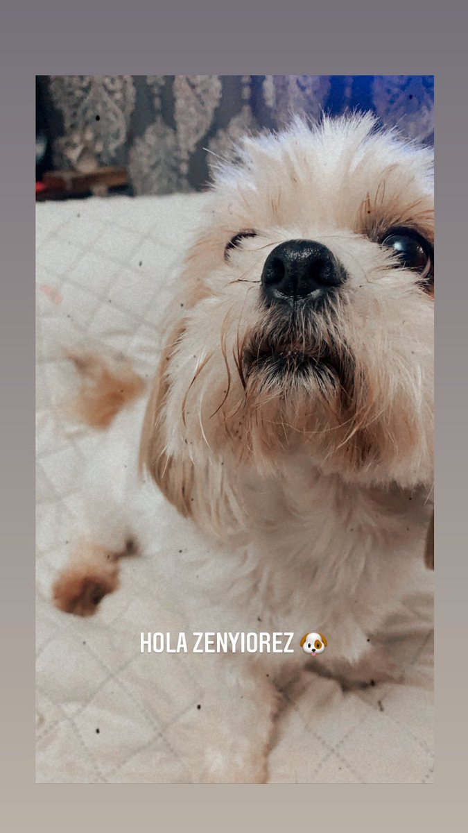____GilNaleih's tweet image. Gente, se me escapó esta mañana. Área de Barceloneta. 

Yo NECESITO que, POR FAVOR, le den RT 😭💔 

*Recompensa*