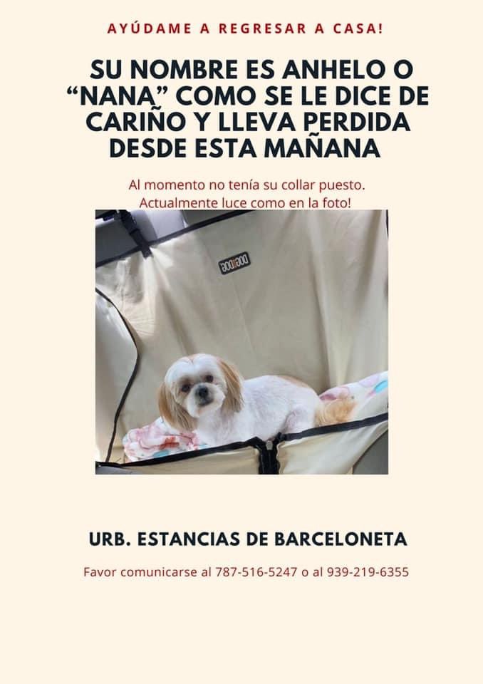 ____GilNaleih's tweet image. Gente, se me escapó esta mañana. Área de Barceloneta. 

Yo NECESITO que, POR FAVOR, le den RT 😭💔 

*Recompensa*