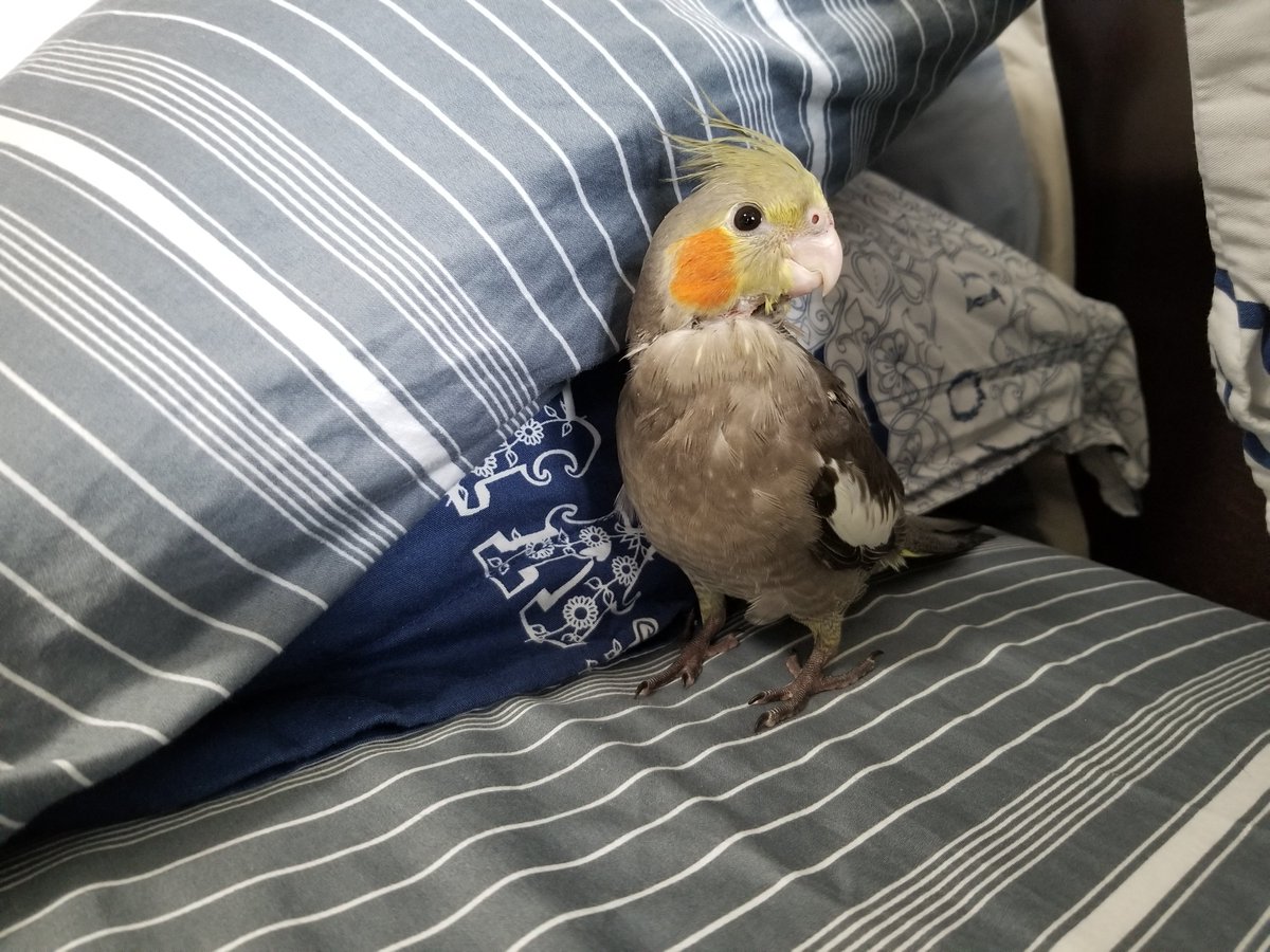 AlexanderLim15's tweet image. #PVCastingCall2021 Just another day of exploring new territory!