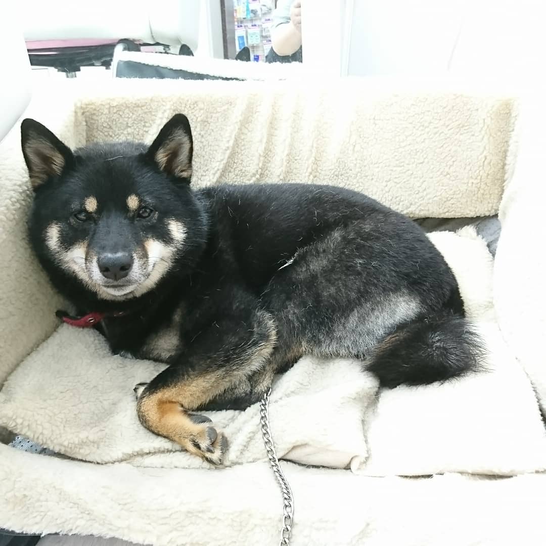 母の付き添いで床屋さんへ お気に入りの髪工房フリーダムさんの看板犬コテツくん 今日はちょっと眠いようです 笑 柴犬 黒柴 21 07 08 いわき市のメディカルハーブ アロマテラピー専門店 Lapis Lazuli ラピスラズリ ぐるっといわき 母の付き添いで床屋さんへ お気に入りの髪工房フリーダムさんの看板犬コテツくん 今日はちょっと眠いようです 笑 柴犬 黒柴 21 07 08 いわき市のメディカルハーブ アロマテラピー専門店 Lapis Lazuli ラピスラズリ ぐるっといわき