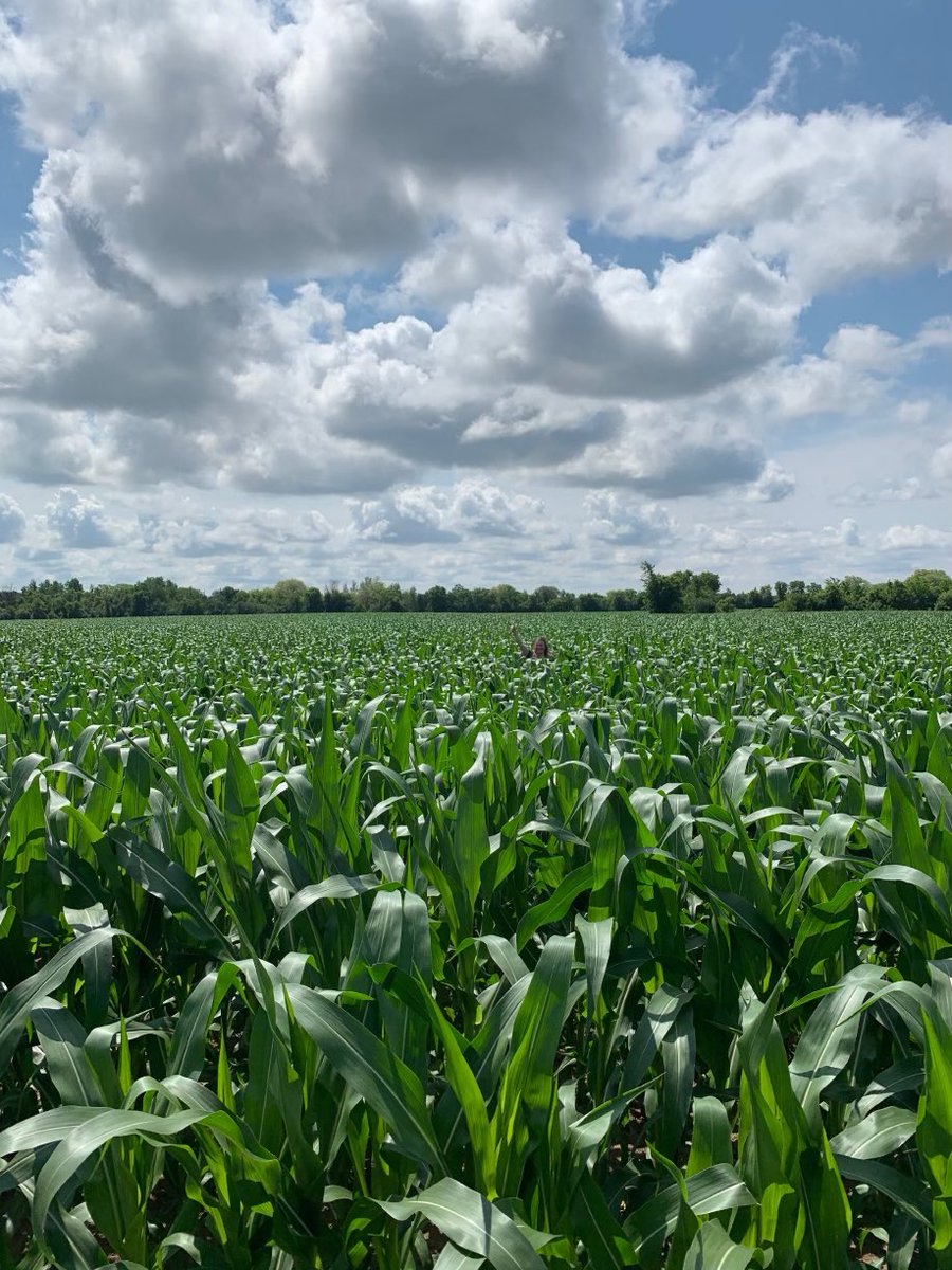 empringhamfarms's tweet photo. Some 42-05 Dekalb July 1st - Almost over my daughters head! 2020 clover crop pays in more ways than one https://t.co/vq1E6zodM1
