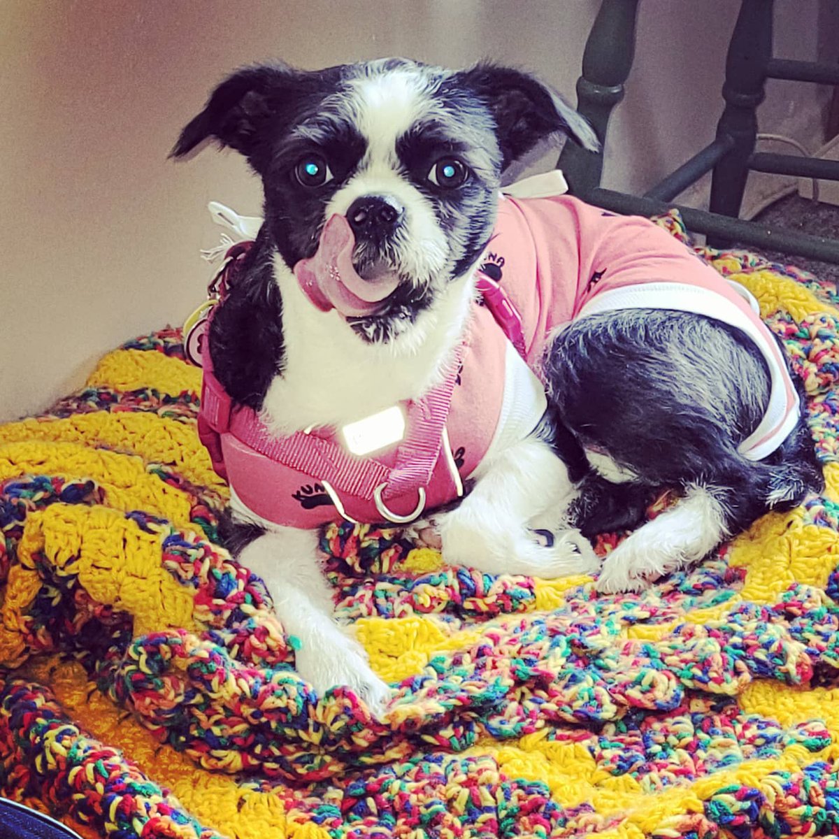 awsumcountrymum's tweet image. @petvalu  #PVCastingCall2021 
Jingles after spay and feeling pretty good.