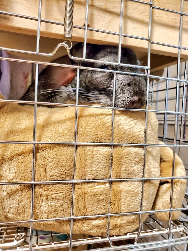 chocoponnex's tweet photo. 1年近くの時を経て
枕化?
『仲良く寝る子🐭』認定された我が家のチンチラクッションはこちらです!
#チンチラ #枕 #クッション #ぬいぐるみ #putry @okayukeiko https://t.co/yu3ZXKnI1K