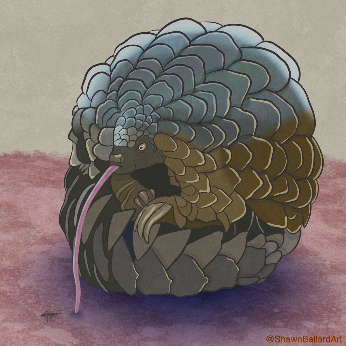 ShawnBallardArt's tweet image. Close up detail shot of Pangolin eating ant - Wildlife Art
Prints Available On My Site In My Bio
#pangolinart #pangolinartwork