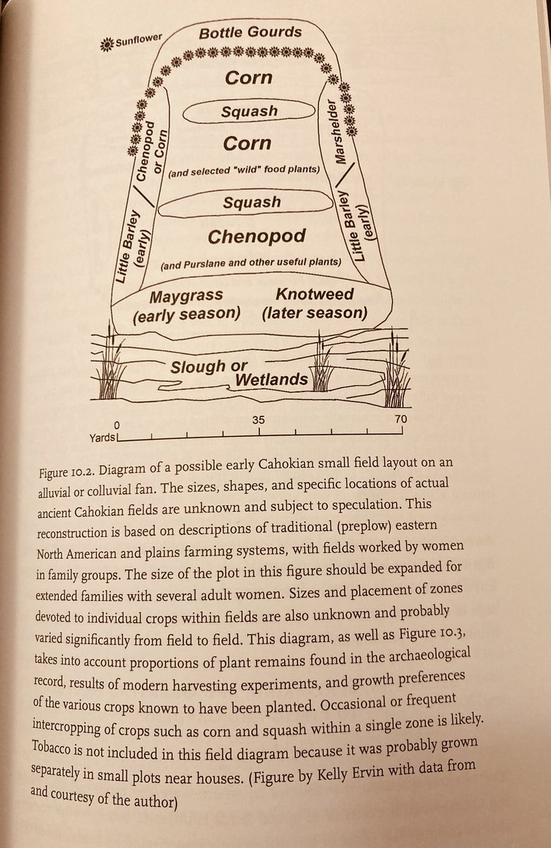 NoahSabich's tweet photo. Diagram of possible early Cahokia small field layout. Note ‘lost crops’ such as maygrass, knotweed, and chenopod. Fascinating intercropping. (Diagram from Gayle J. Fritz’s “Feeding Cahokia” book) #Cahokia #Archaeology #LostCrops #Agriculture #Plants #Botany #History #Indigenous https://t.co/i1p68EPNcx