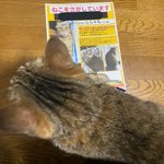 飼い主の心配を知らず、のんびりな猫!捜索ポスターまで書いたのに