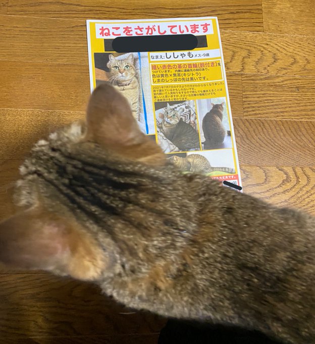 愛猫が脱走 徹夜で泣きながら迷い猫ポスターを作り終えると 何食わぬ顔で朝帰りした姿に飼い主号泣 1 2 ページ ねとらぼ