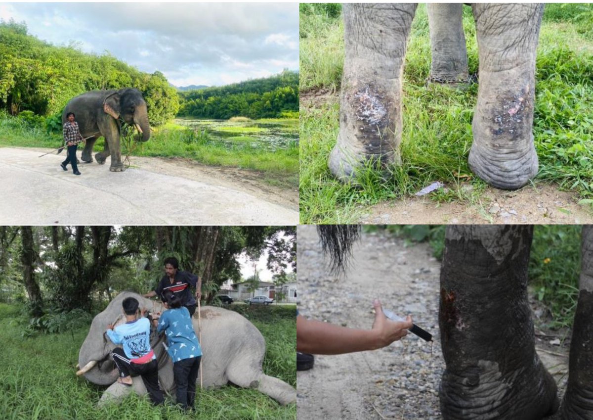 elehelp's tweet photo. Just signed the cheques this morning to subsides 13 #ElephantSpecialist #Vet & #VetNurse wages to support the Gov.t in providing free care to any elephant. Help us keep it up: https://t.co/6zrpF5LntM #HelpUsHelpElephants https://t.co/FnUFaBIDc4