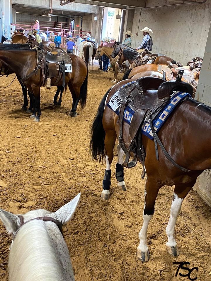 PepperStewart's tweet photo. Ol Grey and I at the
Ranch Work Championship
in Ft. Worth, Texas.
#7ScRanch #cactusropes
#horse #TEXAS https://t.co/Z2xh3CuVir