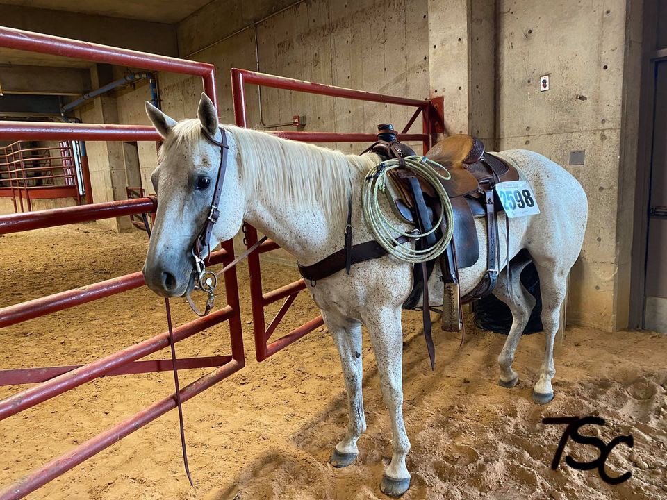 PepperStewart's tweet photo. Ol Grey and I at the
Ranch Work Championship
in Ft. Worth, Texas.
#7ScRanch #cactusropes
#horse #TEXAS https://t.co/Z2xh3CuVir