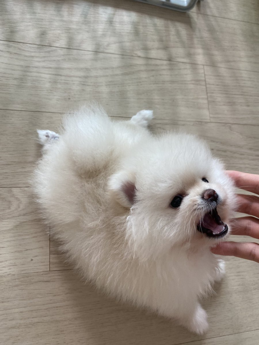 modakkkkk_'s tweet photo. 210708 #XZI #엑지 디스코드
주인 닮아서 사나운 아기사자님🥰
2번째 사진 엎드려서 와라랄ㅇ거리는거 세상귀여워ㅠㅠㅠㅠ https://t.co/N3FvNVvX7G