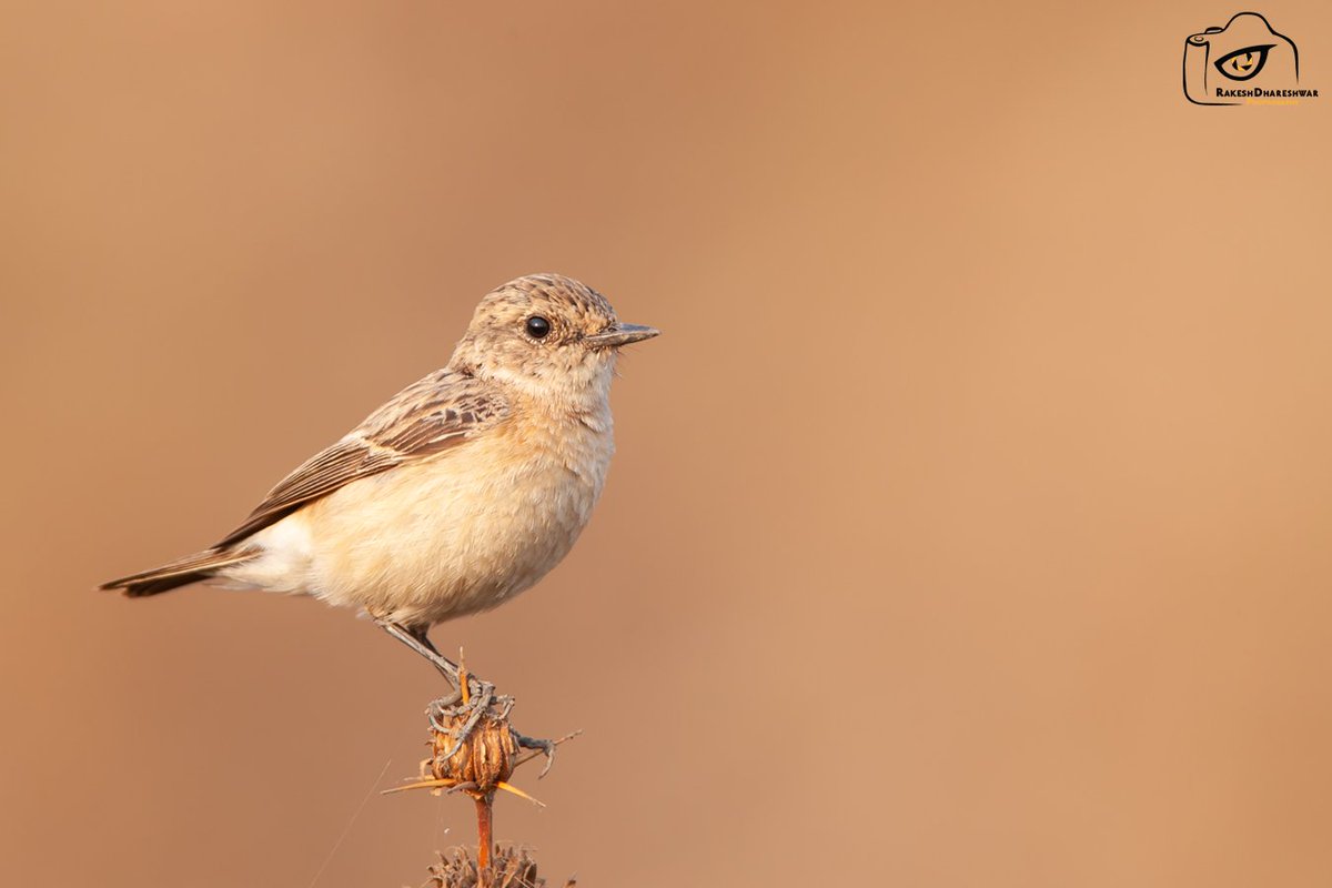 rdrakesh's tweet photo. #CommonStonechat are lovely #smallbirds normally seen across grasslands and fields. The sexes are dimorphic
#IndiAves
#CanonPhotography
#ThePhotoHour
#birds
#birdwatching
#birdphotography
#birding
#NaturePhotography #BBCWildlifePOTD #TwitterNatureCommunity @ParveenKaswan
@Avibase https://t.co/RqcPNeRRJv
