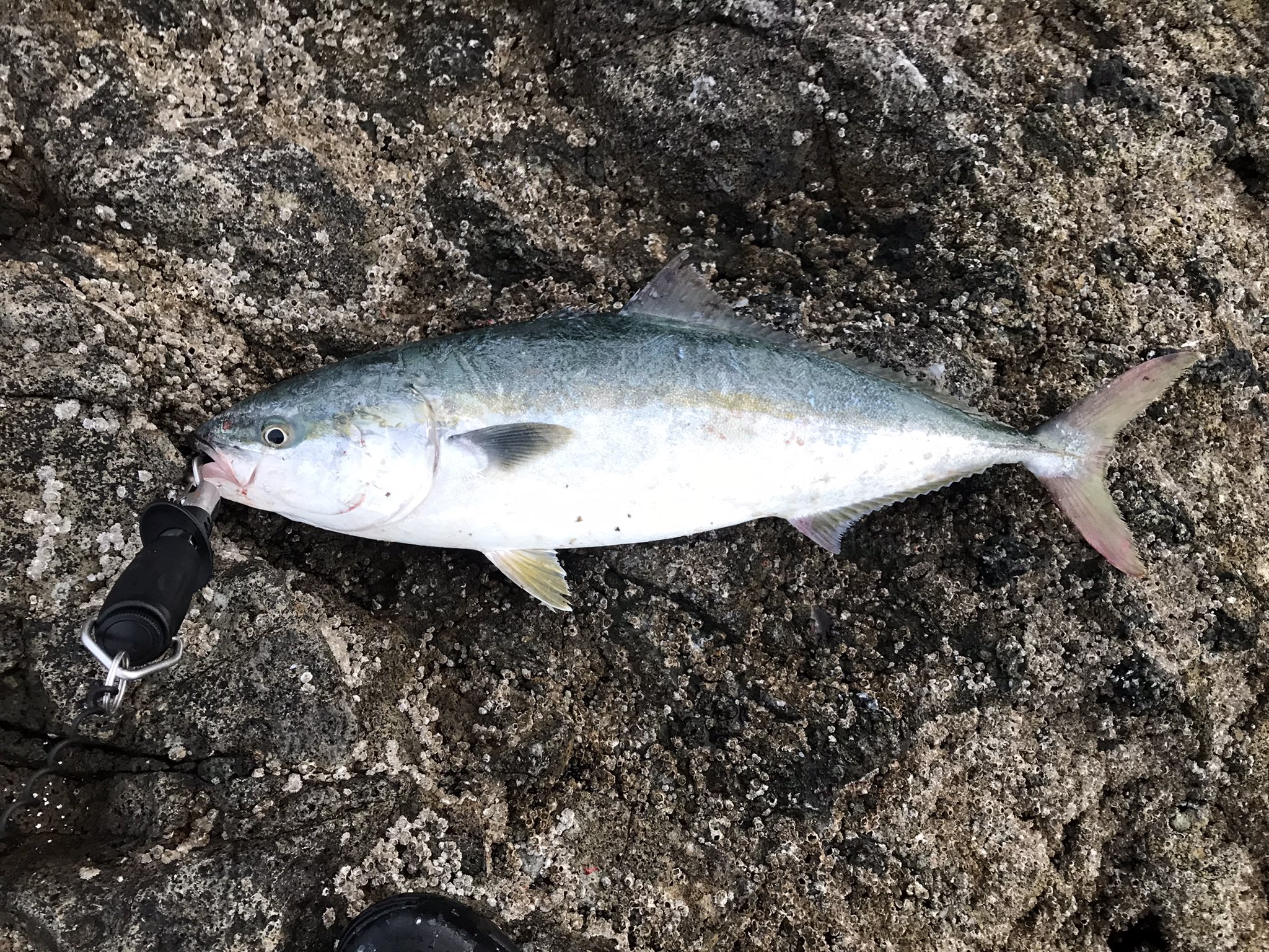 釣りスイマー 北海道 Turiswim Twitter