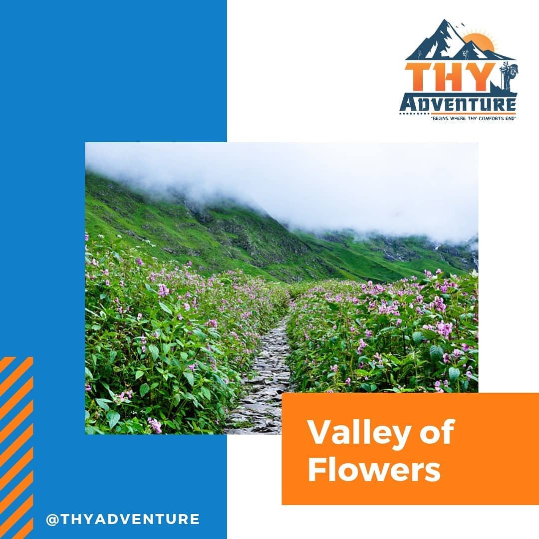 THYAdventure's tweet photo. VALLEY OF FLOWERS
Book your trek now..
➤ Please DM your Whatsapp number with trip name
➤Call: +91 8511143331
#valleyofflowers #uttarakhand #flowers #himalayan #incredibleindia #travelwithme #mountains #adventuretime #teamthy #thyadventure #roadtrip #traveladdict https://t.co/z1riwvhgux