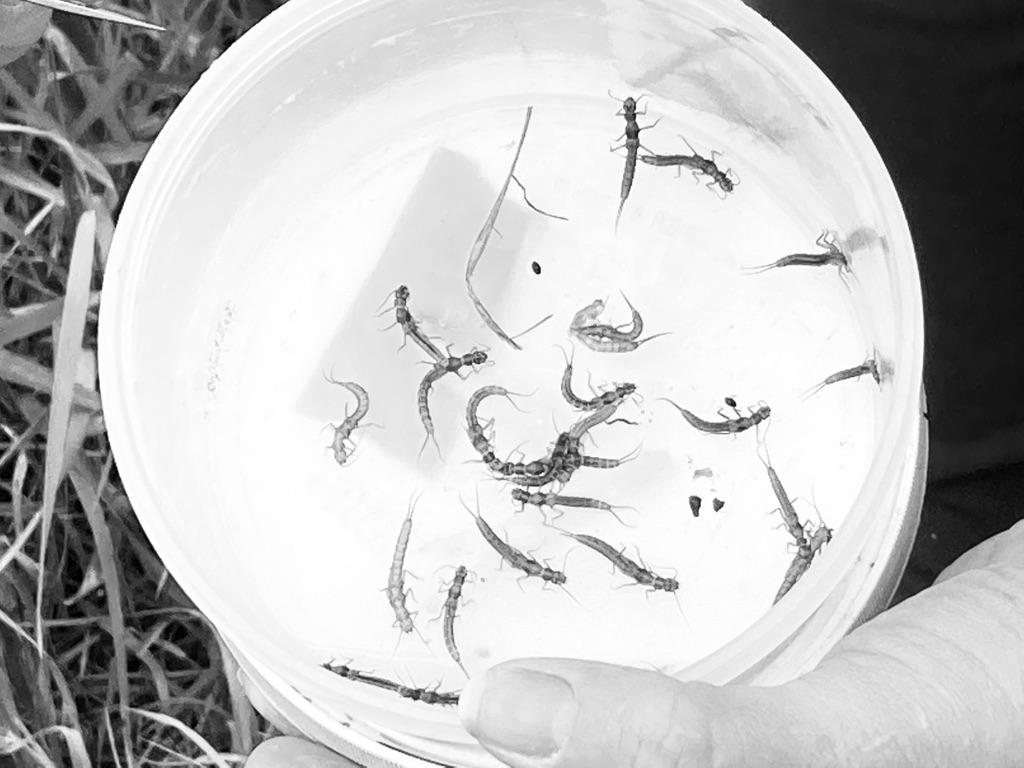 erinkellys1's tweet photo. Great day, great people, healthy river! How is your stonefly diversity? Kick-netting aquatic inverts. on the Nyack Floodplain. Thanks to @rlmalison @OrganizedTori @LenaJLBeck #flbs21 https://t.co/cGBpRww0Xu