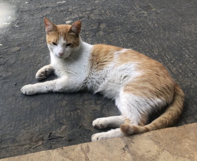 hechadepecas's tweet photo. Por favor RT. Pepe lleva 3 días perdido, no sabemos donde más buscarlo en #Provenza #Poblado #Medellin 🥺😿 #Ayuda https://t.co/dx0vMiutwo