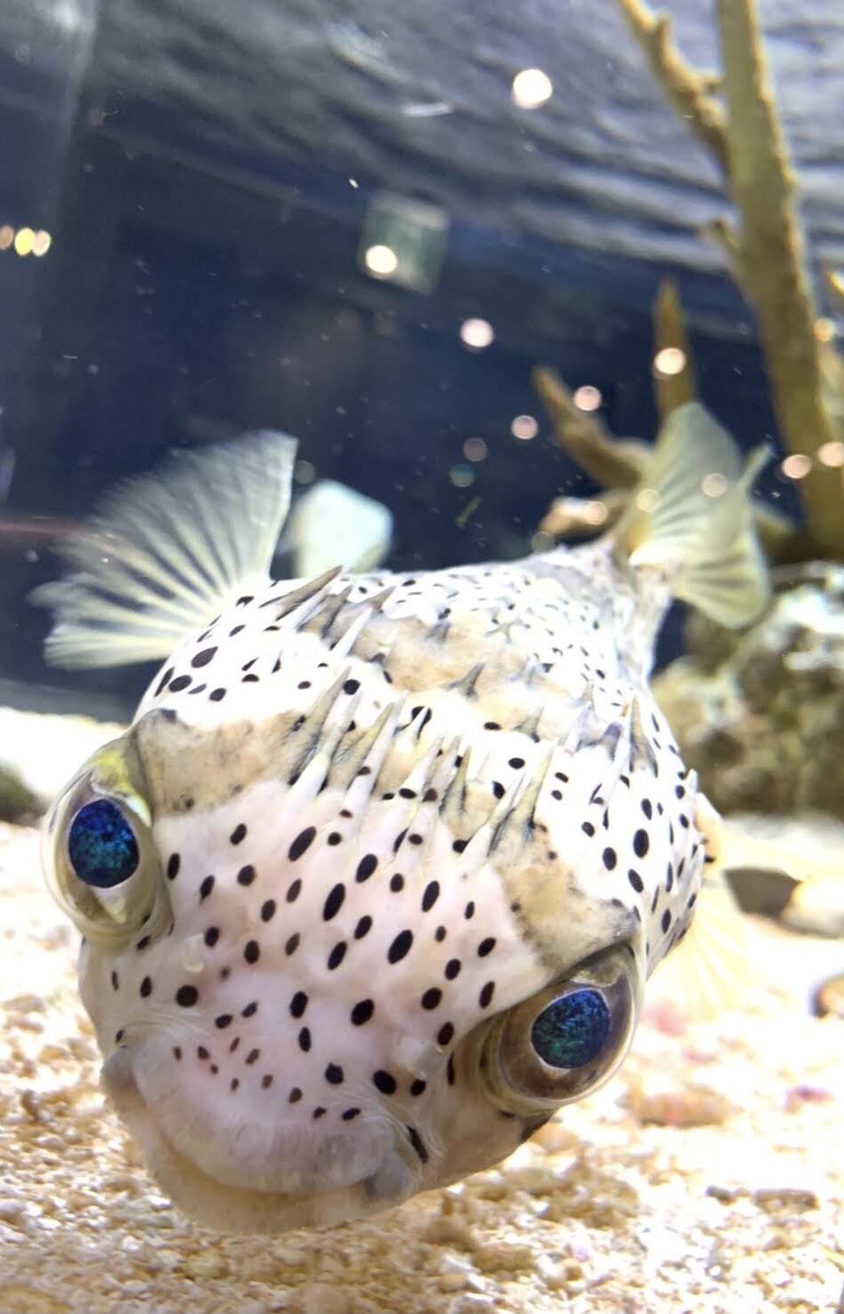 Dmmかりゆし水族館 ハリセンボンは全身に鋭いトゲをもつことで名付けられていますが 実際のトゲは1000本もなく350本ほど言われています Dmmかりゆし水族館 1fでご覧いただけます 水族館 沖縄 那覇空港 から分 沖縄南部 T Co Uyllplykdp