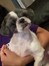 Is This Your Lost Dog? #Chicago #IL #BelmontGardens (North Leclaire Ave.) Female - Shih Tzu - White/Grey. Call 312-905-3620. This dog is not for adoption - finder will only accept calls/from the actual owner. Found 07/07/2021. #CookCounty. 60641. #LostDo… ift.tt/3jV845B