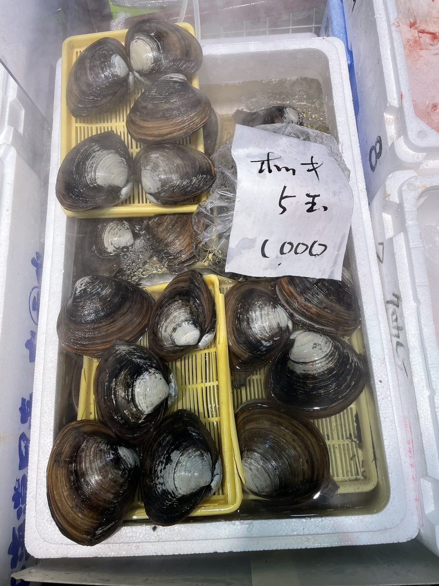 苫小牧方面（今日は白老産です）が禁漁明けで初入荷しましたよ。
お刺身からバター焼きなどなど、いかがですか😀
＃共栄市場 #ことに #ホッキ貝