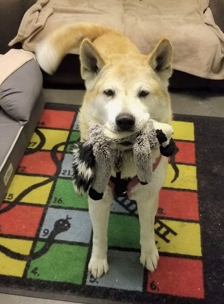 AdoptionsUk's tweet photo. URGENT please retweet to help Suki find a home #LIVERPOOL #ENGLAND 
Suki has been in this shelter for 4 years! 💔 She's aged 9, loves cuddles, good on the lead, non destructive  and clean, looking for an experienced adult home as only pet
DETAILS👇
https://t.co/SJHCipv0Q9
#dogs https://t.co/1myNiVfnWY