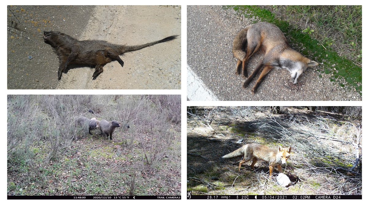 Pablo Quiles (@pabloquiles13) on Twitter photo First article as first author 😀 and first of my PhD about road effects on predator-prey dynamics directed by <a href="/rafa_barri/">Rafa Barrientos</a>. Thanks to the co-authors <a href="/MaD_OnTheRoad/">Marcello D'Amico</a> <a href="/Fernucht/">Fernando Ascensão</a> y Eloy Revilla
italian-journal-of-mammalogy.it/Are-road-kills… First article as first author 😀 and first of my PhD about road effects on predator-prey dynamics directed by <a href="/rafa_barri/">Rafa Barrientos</a>. Thanks to the co-authors <a href="/MaD_OnTheRoad/">Marcello D'Amico</a> <a href="/Fernucht/">Fernando Ascensão</a> y Eloy Revilla
italian-journal-of-mammalogy.it/Are-road-kills…