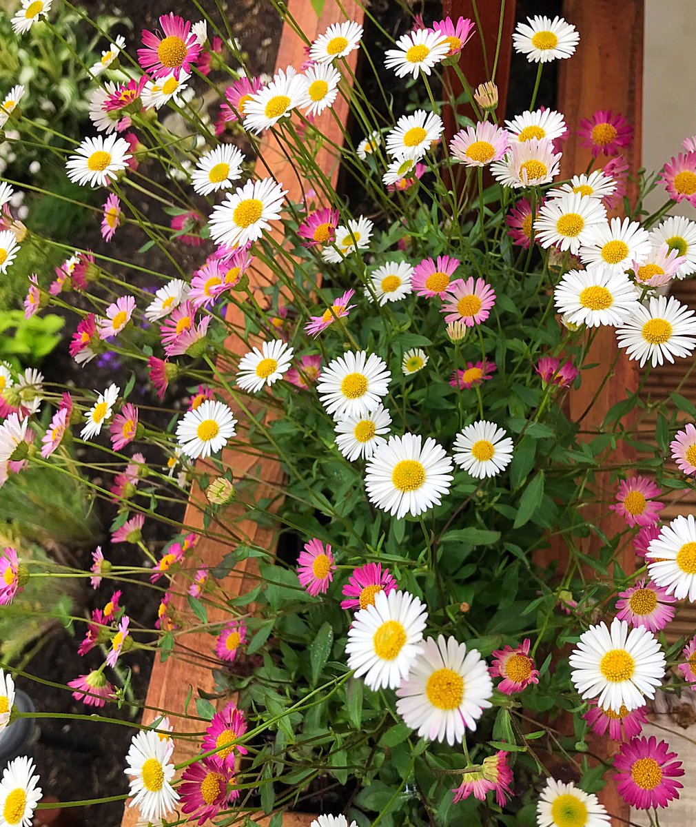 Love these wee daisies- white then turn pink - amazing. #naturehelps