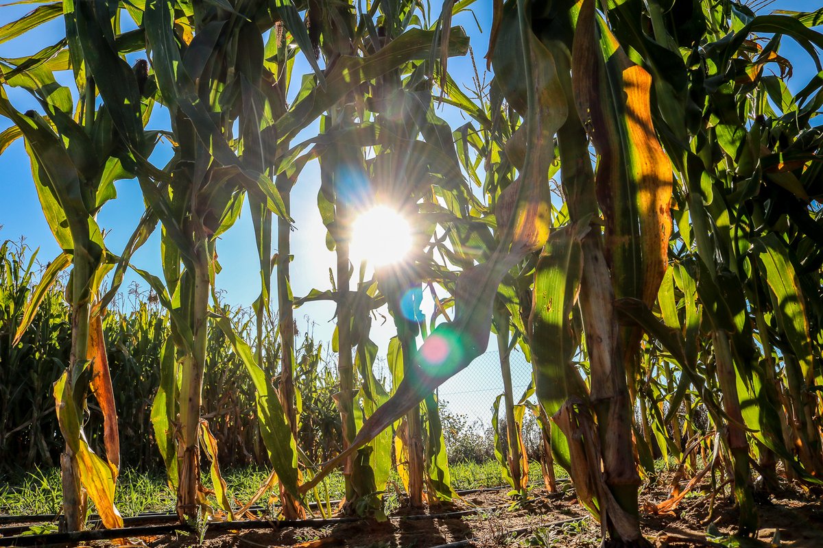 Show us your winter yield! 

Are you an agricultural producer who farms with winter crops? 

Show us how you are protecting your crops during these cold winter months! You could stand the chance to be featured on our page. 

#syngenta #syngentasa #agriculture #sustainability